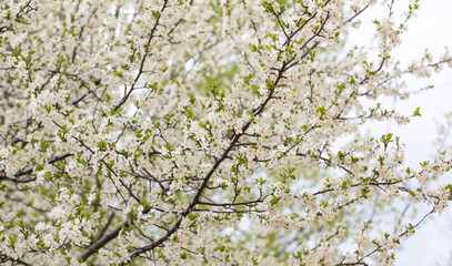 Fototapeta premium Flowers on a cherry tree in spring.