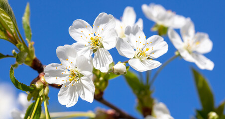 Flowers on a cherry tree against the blue sky in spring.