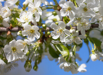 Flowers on a cherry tree against the blue sky in spring.