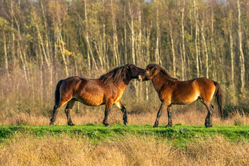 Two fighting wild brown Exmoor ponies, against a forest and reed background. Biting, rearing and hitting. autumn colors in winter. The Netherlands. Selective focus,fight, two animals