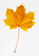 autumn maple leaf isolated on white background,
