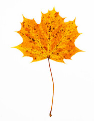Obraz premium autumn maple leaf isolated on white background, 