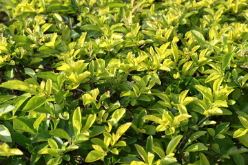 Formal Garden. A row of spherically trimmed lush juniper shrub hedges growing on lawn in the front of a row of fir trees 