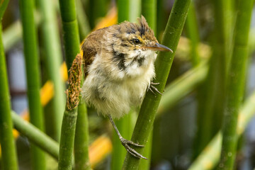 Australian Reed Warbler in Victoria, Australia