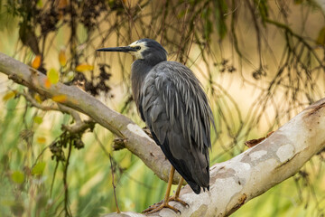 White-faced Heron in Victoria, Australia