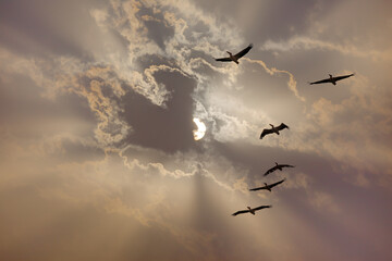 Migratory birds flying in the sky at sunset