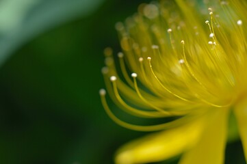 Fototapeta premium 黄色いビヨウヤナギの花びら