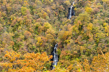 紅葉の森を貫く