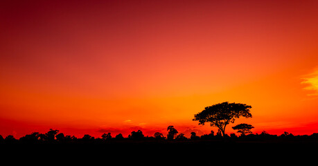 sunset in africa, safari with wild animals. giraffes against the background of sunset in the...
