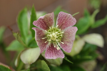 ciemiernik wschodni Helleborus orientalis - obrazy, fototapety, plakaty