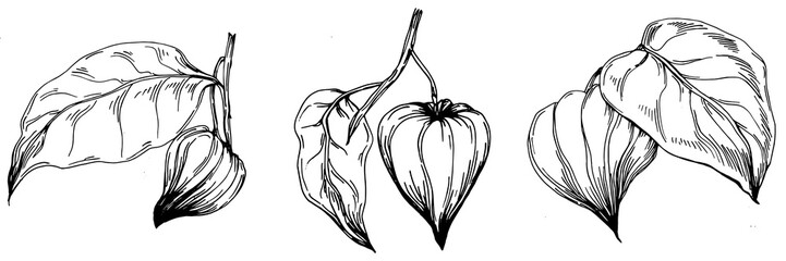 Vector physalis summer. Isolated botanical flower, leaves. Black and white engraved sketch ink art. Leaf plant botanical garden floral foliage. Wildflower drawing leaf illustration element.