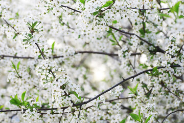 White flowers on a green bush. Spring cherry apple blossom. The white rose is blooming.