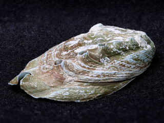 Abalone shell
