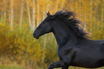 Obraz na płótnie Canvas Beautiful black andalusian breed horse running in autumn. Black PRE stallion.