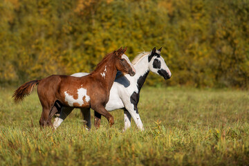 Two horses running in the field in autumn