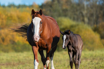 Mare with a foal in the field in autumn