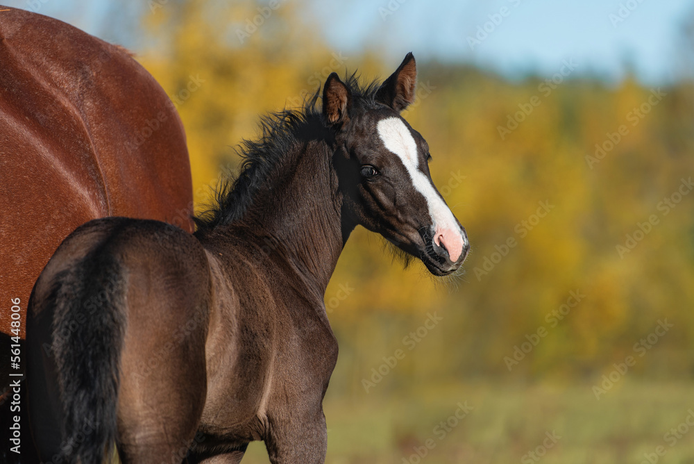 Wall mural Little foal next to his mother in autumn