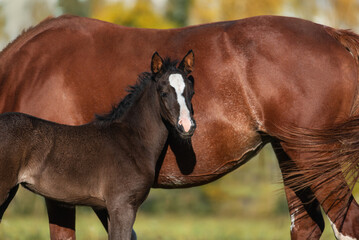 Little foal next to his mother in autumn