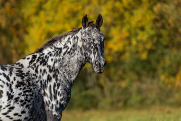 Portrait of Knabstrupper breed horse in autumn