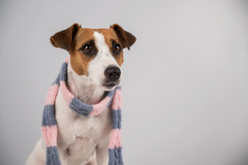 Dog Jack Russell Terrier wearing a knit scarf on a white background.