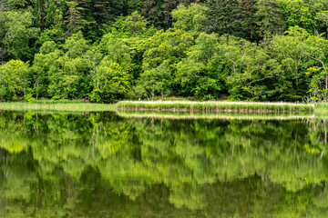 新緑を映す湖