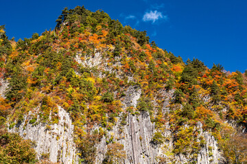 青空に映える紅葉