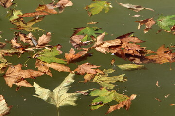 Fallen leaves and flowers in a city park in Israel.
