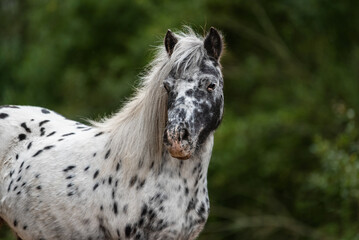 Beautiful appaloosa pony in summer