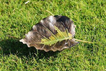 Obraz premium Fallen leaves and flowers in a city park in Israel.