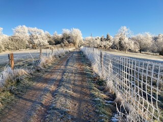 Feldweg am Waldrand lädt zum Wandern ein im Winter mit Raureif