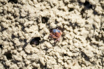 Tasmanian burrowing Southern Soldier crab on a beach close up in australia
