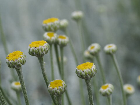 ワタスギギク Images Browse 10 Stock Photos Vectors And Video Adobe Stock