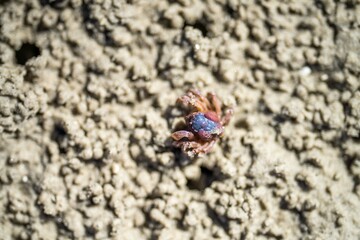 Tasmanian burrowing Southern Soldier crab on a beach close up in australia