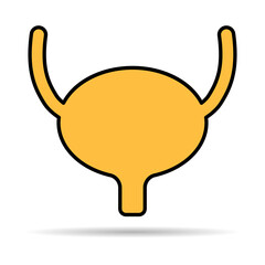 Urology health human icon shadow, anatomy medical body bladder sign, biology vector illustration