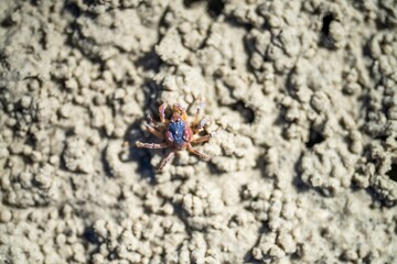 Tasmanian burrowing Southern Soldier crab on a beach close up in australia