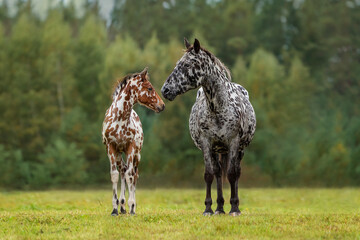 Knabstrupper breed mare with a foal in summer - obrazy, fototapety, plakaty