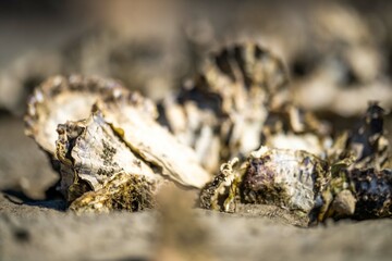 oysters on the beach. growing oyster on a sand beach in tasmania australia