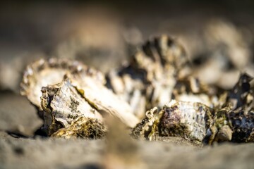 oysters on the beach. growing oyster on a sand beach in tasmania australia