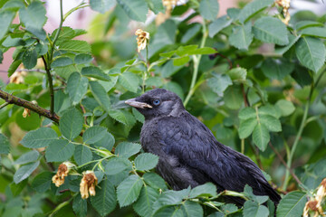 Jackdaw in the bushes