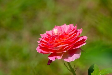 幸せのピンクのバラの花
