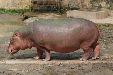 So Amazing giant hippopotomus in a zoo.