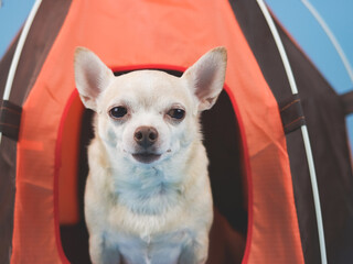 brown short hair Chihuahua dog sitting in orange camping tent on blue background.