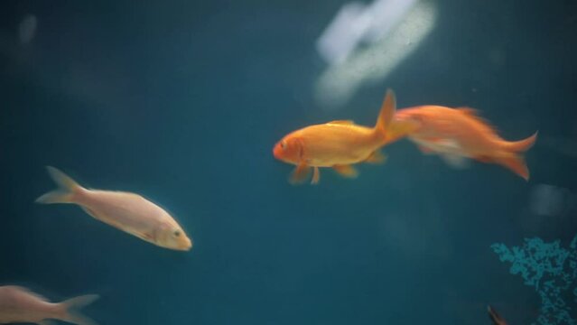 Close-up shot of orange-red and yellow-colored Koi ( Cyprinus rubrofuscus) fish in an aquarium. High-quality footage.