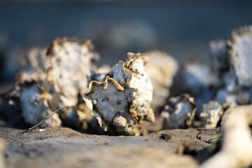 oysters on the beach. growing oyster on a sand beach in tasmania australia