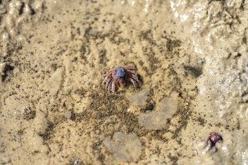 Tasmanian burrowing Southern Soldier crab on a beach close up in australia in summer