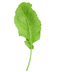 radish Leaf, isolated on white background, clipping path, full depth of field