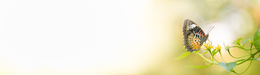 Beautiful nature view of butterfly on blurred background in garden with copy space using as background natural animal landscape fresh cover page butterflies day