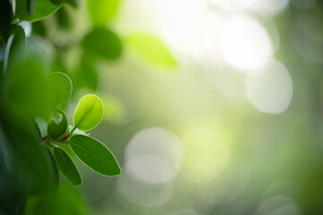 Natural green leaf texture with sun light use for nature background wallpaper cover page 