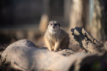 Portrait of cute Meerkat (Suricata suricatt) sitting and looking into camera. Closeup.