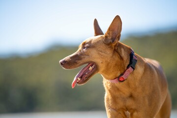 beautiful kelpie dog on a sandy beach in australia